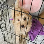 Aile Dostu Maltipoo Yavrumuz