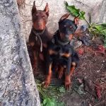 Iri Yapılı Secereli Safkan Doberman Yavruları