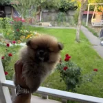 Pomeranian Yavrukari Mikro Boy A Kalite