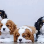 Ev Uretimi Sıfır Numara Cavalier King Charles Yavruları