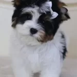 Ev Uretimi Antialerjik Shih Tzu Yavruları