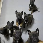 Ust Duzey Is Kopegi Nitelikli Belcika Malinois