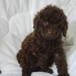 Chocolate Toy Poodle Bebekler