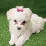 Maltese Terier Minikler