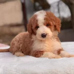 Ev Ortamına Uyumlu Sevecen Cavalier King Charles