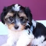 Ev Konforunda Buyuyen Shih Tzu Yavruları