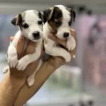 Kısa Bacak Jack Russel Bebekler