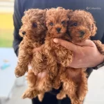Ipeksi Kurklu 3 Aylık Oyuncak Poodle Yavruları