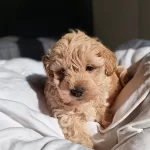 Show Kalite Maltipoo