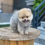 Teddy Bear Suratlı Pomeranian Boo Yavruları