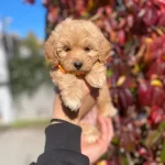 Micro Kore Poodle Yavrularımız Ile Hayatınıza Nese Katın