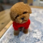 Akıllı Ve Tuy Dokmeyen Kıvırcık Toy Poodle Yavruları