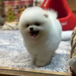 Tedy Face Pomeranian Boo Yavrusu