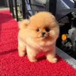 Pomeranian Boo Irk Garantili Yavrular