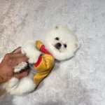 Gulumseyen Surat Teacup Pomeranian Boo Yavrusu