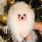 Kartopu Kurklu Pomeranian Boo Minyatur