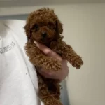 A Kalite Poodle Erkek Yavrularım