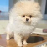 Ayı Surat Pomeranian Boo Yavrusu Shaved Haircut