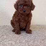 Kızıl Renk Tonu Ve Ipeksi Tuy Yapısıyla Oyuncu Toy Poodle