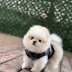 Ayıcık Surat Pomeranian Boo Yavruları
