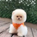 Disi Teddy Bear Pomeranian Boo Yavrumuz
