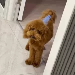 Tuvalet Egitimli Uysal Ve Oyuncu Toy Poodle