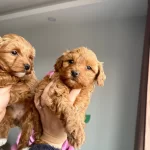 Minı Maltipo Yavrular