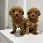 Toy Poodlye Ayarında Mini Maltipo Bebekler