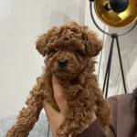 Kore Poodle Teddy Bear Surat