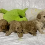 Ev Ortamına Uyumlu Toy Poodle Yavruları