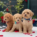 Maltipo Yavrularımız