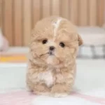 Cebinize Sıgan Dost