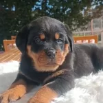 Fci Kif A Scrli Yavrular