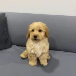 Kocaeli Kıvırcık Tuy Yapılı Erkek Maltipoo
