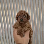 Saf Kan Kore Poddle Bebekler