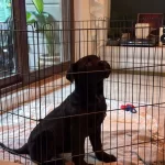 Ev Ortamında Buyuyen Cane Corso Yavrusu