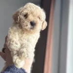 Ev Ortamında Buyuyen Oyuncu Mini Toy Poodle