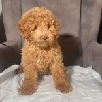 Poodle Tuy Yapisinda Maltipoo Oglumuz