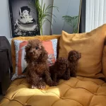 Kore Poodle Yavruları Evimizin Nesesi