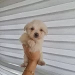 Minyatur Minnaklarım Teslime Hazır