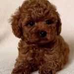 En Iddialı Kore Yavrular