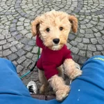 Maltipo Erkek 3 Aylık Tum Asıları Tam