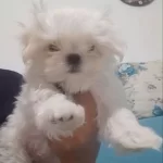 Karbeyaz Mini Maltes