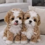 En Iyi Kore Maltipoo Yavrular