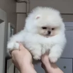 Ust Kalite Orijinal Irk Kucuk Prenses