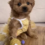 2 Bucuk Aylık Disi Yavru