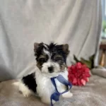 Shu Tzu Cinsi Ev Uretimi Yavrular