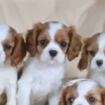 Cavalier King Charles Cinsi Yavrular