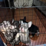 Oyuncu Ve Saglıklı French Bulldog Bebekler