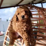 Toy Poodle Yavrularımız
